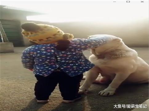 小主人摔倒之后, 拉布拉多赶紧给宝宝拍身上的灰尘, 画面好有爱啊