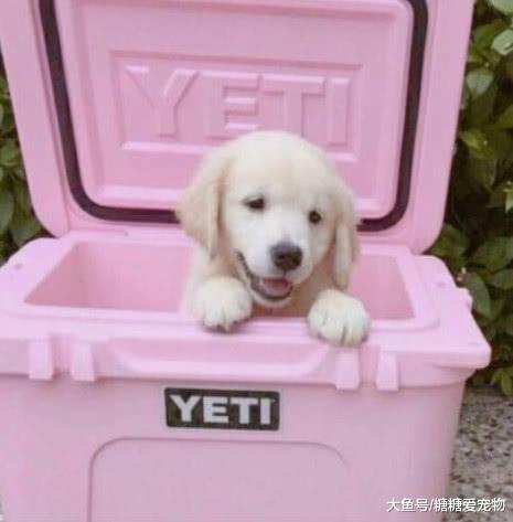 那些被主人“玩壞”的寵物，都是值得收藏的表情包，貓：你挺鬧心