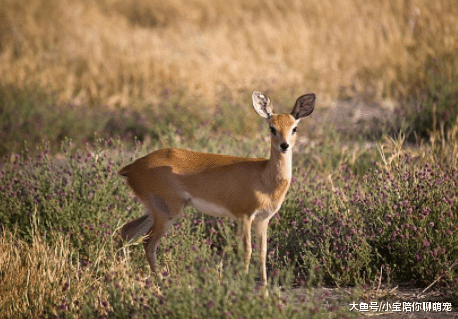 动物中谁是速度之王？这4种屈指可数！一般动物不能比