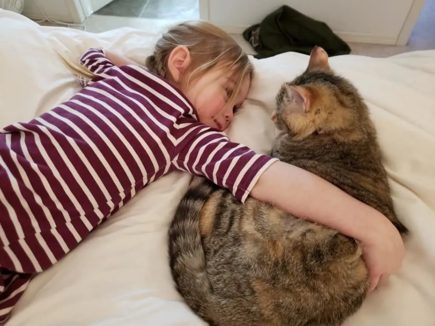 天气太过寒冷，聪明的三花猫主动敲门求助，希望人们让它进门取暖