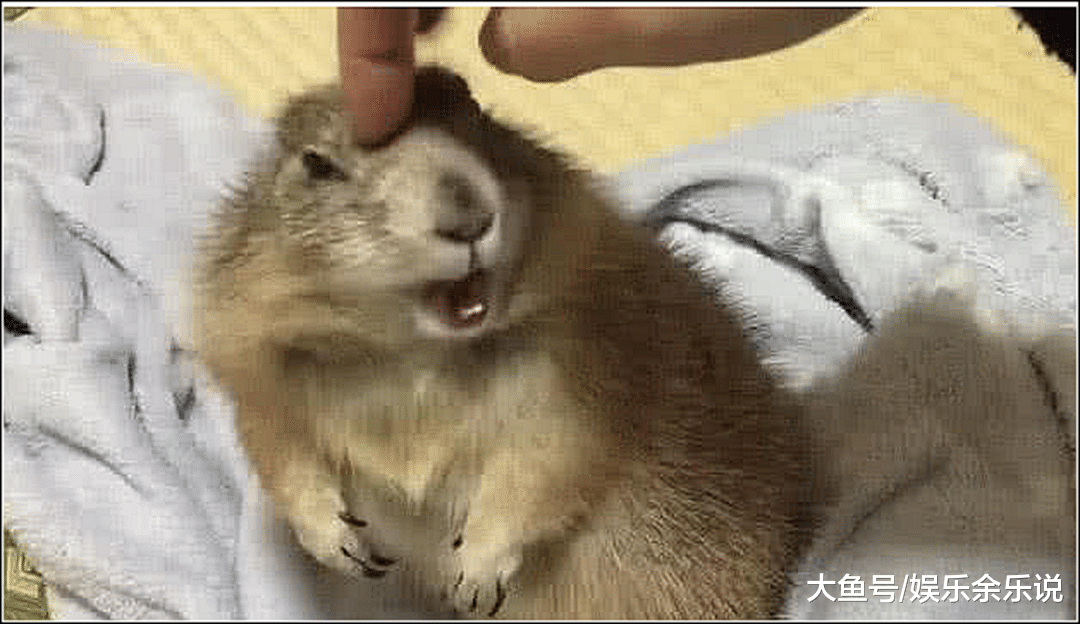土拨鼠正在卖萌，男子用手戳了它一下，随后一幕让他无法淡定了