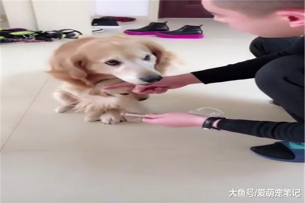 小金毛犯错后, 主人准备惩罚时却被狗妈护在怀里: 一看就是亲生的