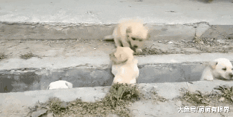 完犊子！一堆小奶狗排队过“鸿沟”，结果全部“阵亡”，画面萌出鼻血