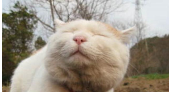 公猫为了自己的爱也是拼了，但是母猫并不是被选择，而是去选择