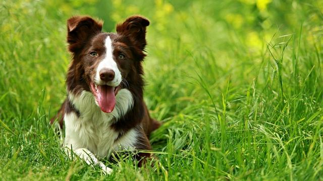 夏天蚊子除了“咬”人，还会“咬”狗吗？狗狗被蚊子叮了怎么办？