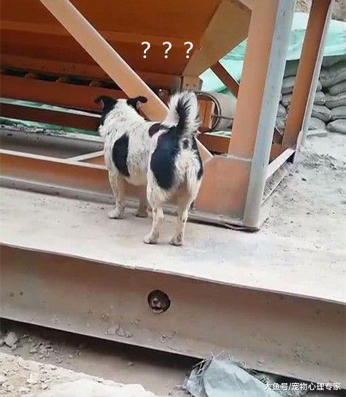 工地上听见奶狗叫，男子带着狗原地愣了半天才看到：大家来找茬