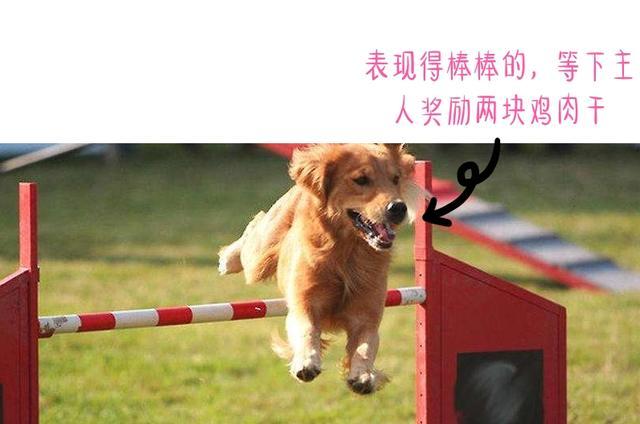 狗狗喜欢抱大腿的5个原因，你了解几个？