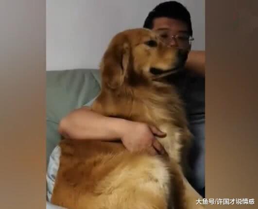 楼下母猫不见了，金毛哭的稀里哗啦，泪水流出来那刻让人心疼！