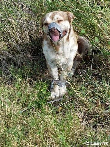 狗狗四肢和嘴巴被绑紧丢路边等死，被发现的时候露出最甜蜜的笑容