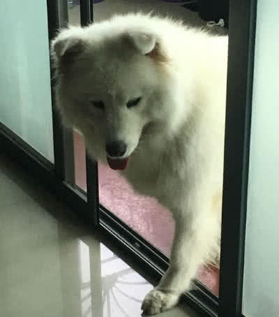 流浪狗狗自来熟，蹭了两顿饭之后，狗狗不肯走了