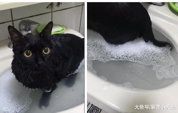 黑猫洗澡竟然褪色水变超脏, 主人笑翻: 洗久会不会变白喵