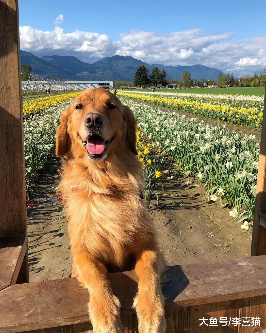 养宠物有没有稳定收入不重要？错，多数弃养理由都跟经济状况有关