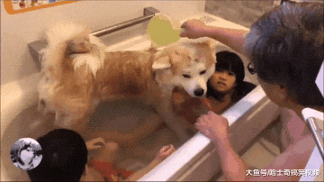 网友给小主人洗澡，结果秋田犬也要挤进来，谁还不是宝宝呢