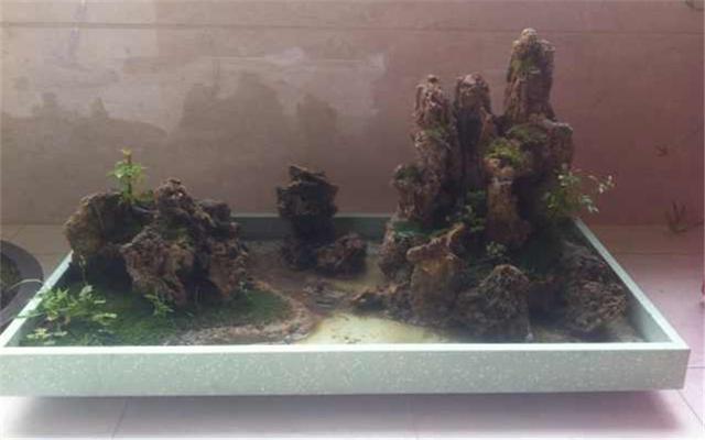 不一样的附石盆景，景与寸土之间，该如何制作附石盆景