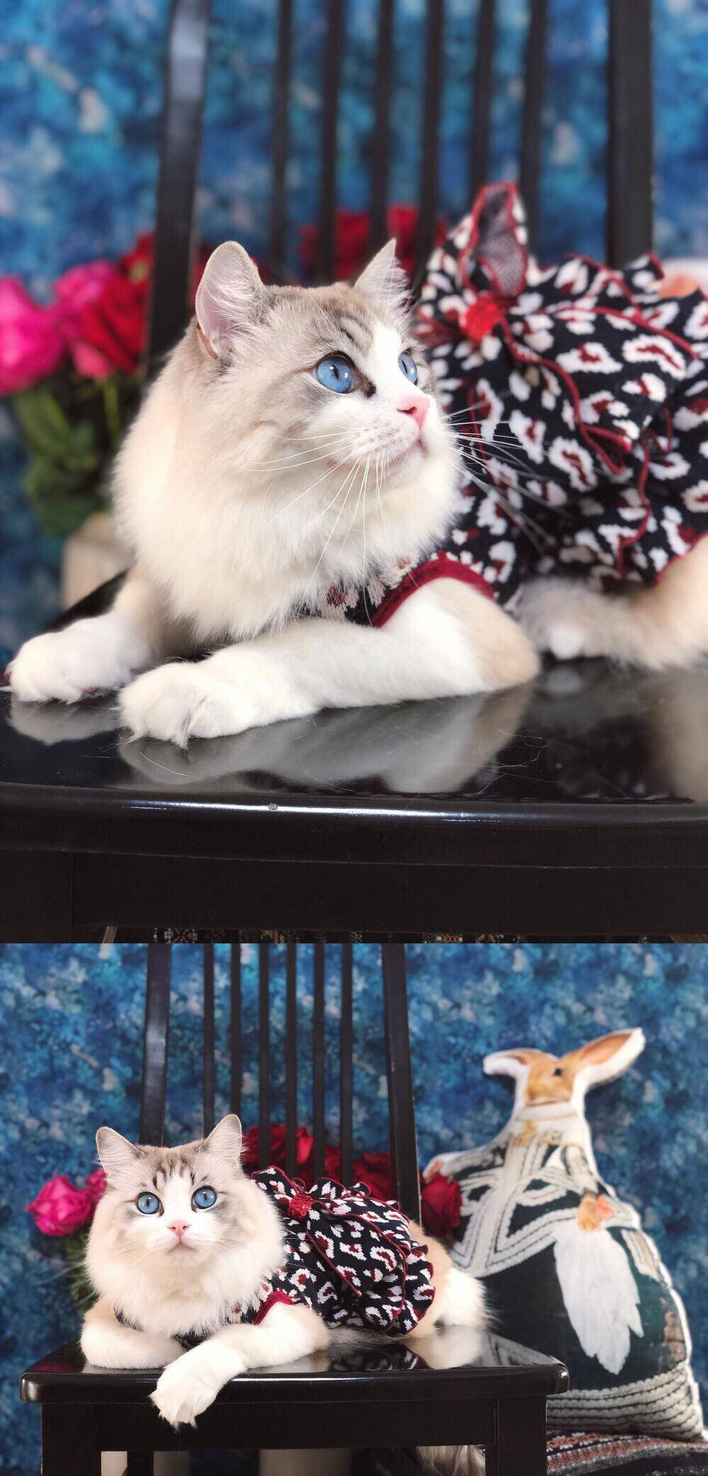 布偶猫见多了，但是这个颜值的你见过吗？太惊艳了，好想抱走……