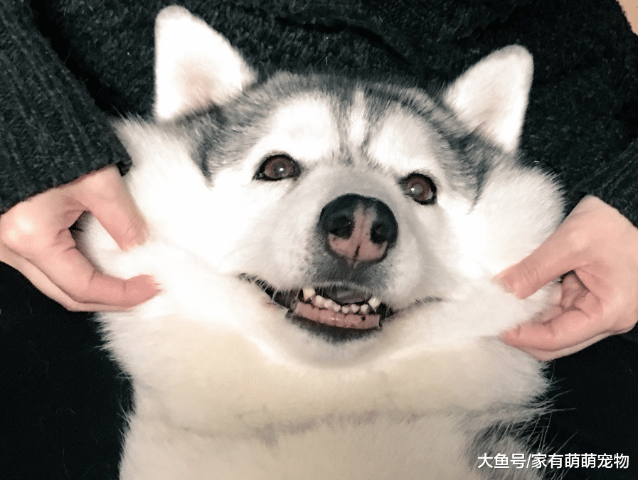 最皮的5种狗狗, 非常奇葩, 能让你哭笑不得!