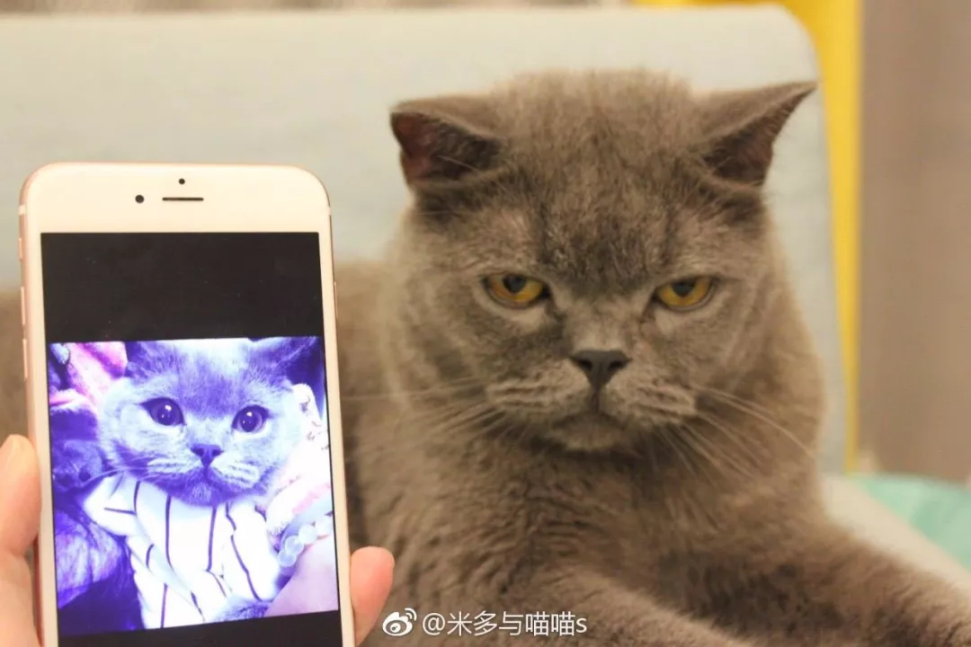 胖的没有脖子的猫咪你见过吗