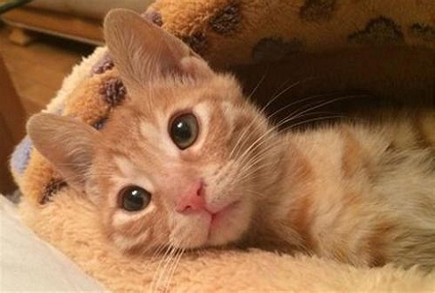 猫咪白天乖巧可爱晚上却化身恶魔疯狂袭击主人，主人说了一句话