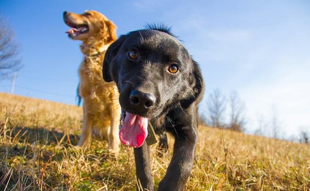 你知道狗狗会发起攻击的原因吗？纠正狗狗攻击行为，这几点很重要