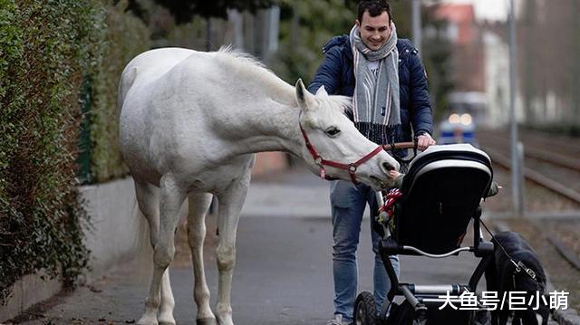 白马在街上闲晃14年，警长都保证不会伤人，原来背后有这样的故事
