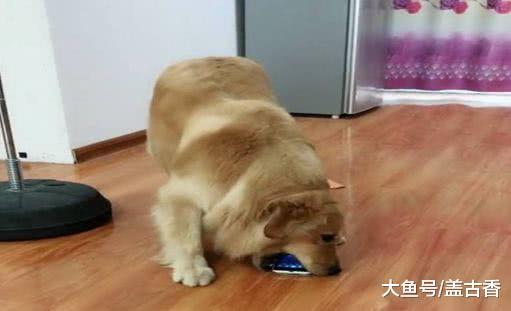 要來客人金毛激動得不行，聽到要燉狗招待客人后，舉動笑噴鏟屎官