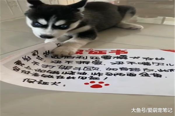 网友为了防止小二哈拆家，让它签了一张保证书，汪：先吃为敬