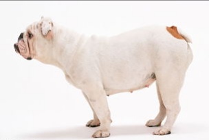 狗狗顽皮淘气又拆家，让人头疼，其实让狗狗变好的训练方法很多的