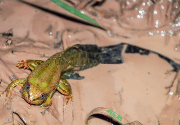 长着巨尾的青蛙，让专家意外！