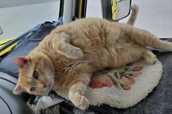 一人一猫一货车，这个司机的世界，既枯燥也温柔