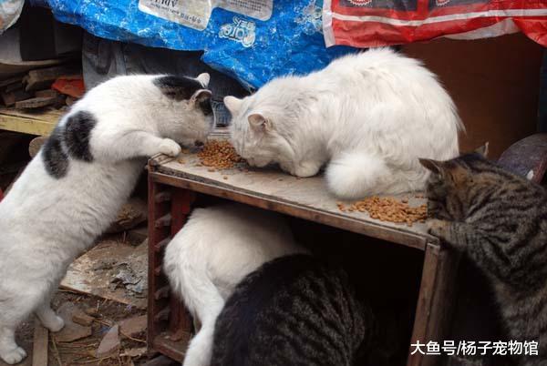 流浪猫妈带病产子后被猫王驱逐，藏在井里生活，只为看孩子一眼！