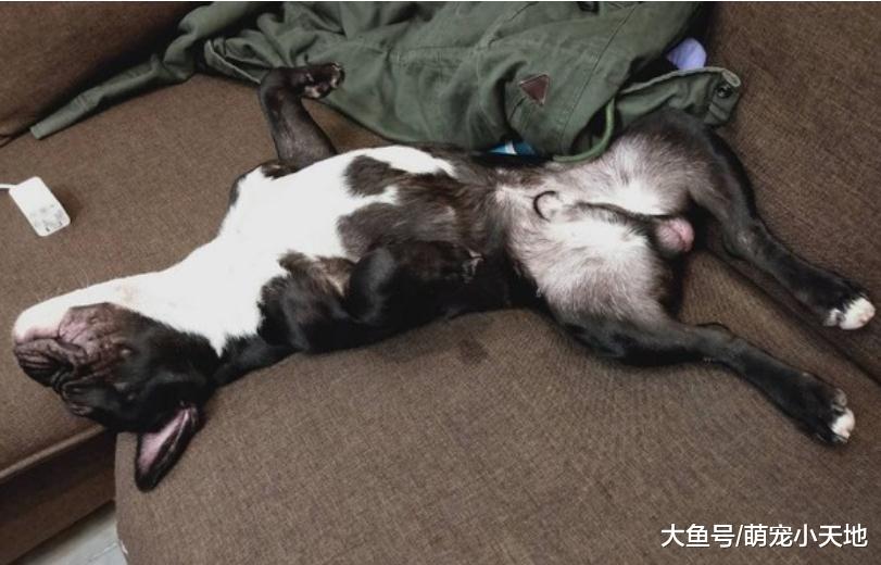 法斗貼墻微蹲上廁所的樣子非常逗趣，奇妙的姿勢被調侃：太狂