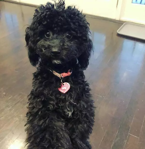 这种常见的宠物狗智商有多高？网友：几乎是无障碍交流！