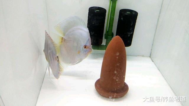 神仙鱼和七彩神仙鱼相比，哪个更容易繁殖，各有什么优缺点？