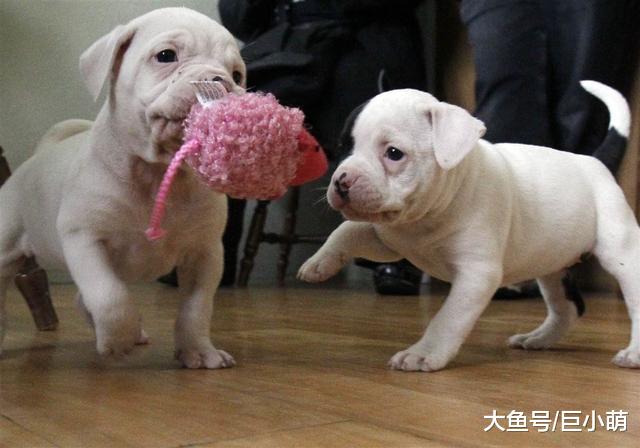 幼犬超能睡，一天甚至能睡21小时！这4点做好小狗更健康