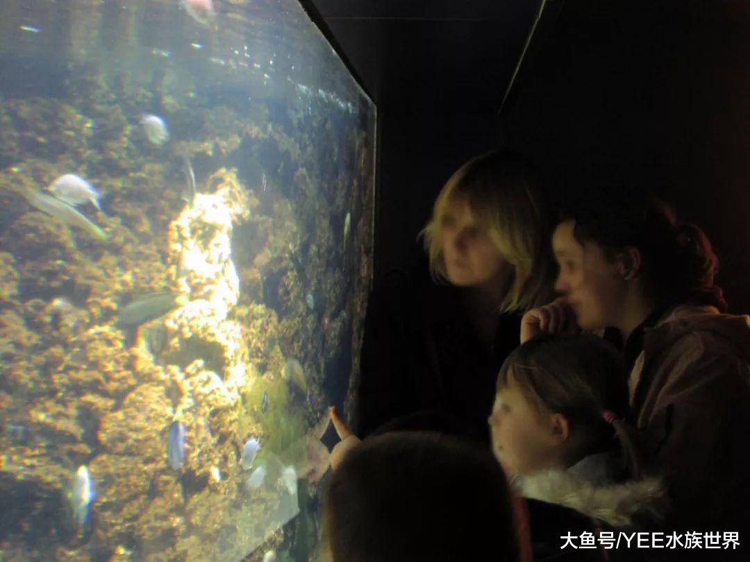 不敢给观赏鱼喂红虫，就体验不到清洗活食的乐趣