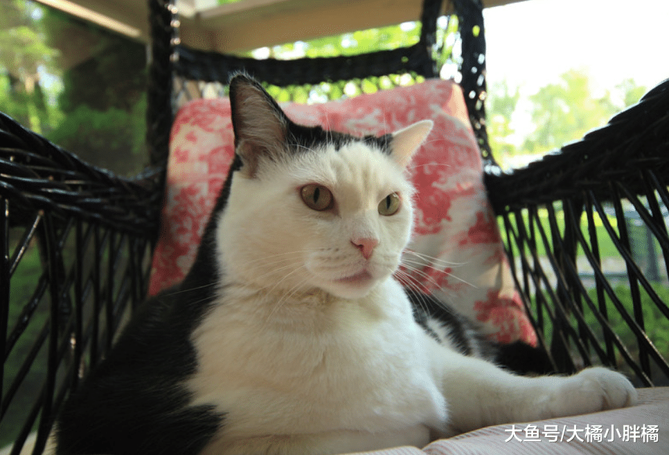 “拒绝洗澡”的猫该如何治？有4个可行的对策，不要强行给猫洗澡