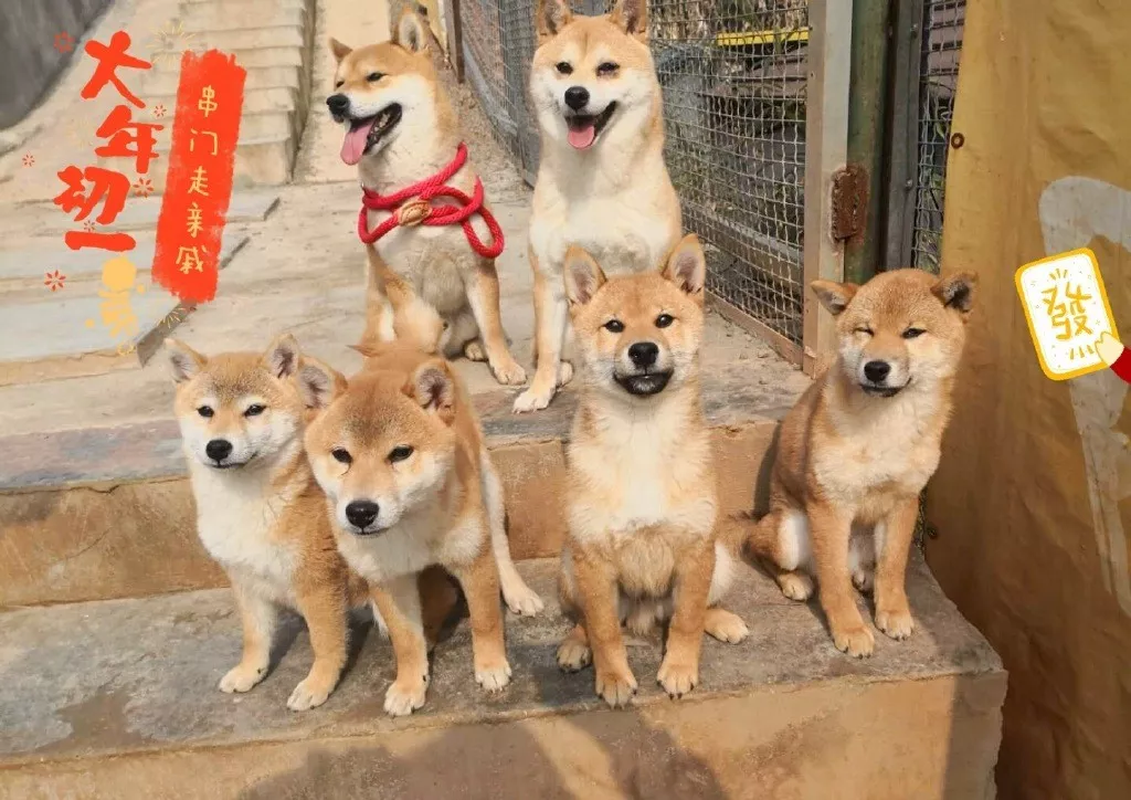 别人是《向往的生活》，而我是向往的狗子！