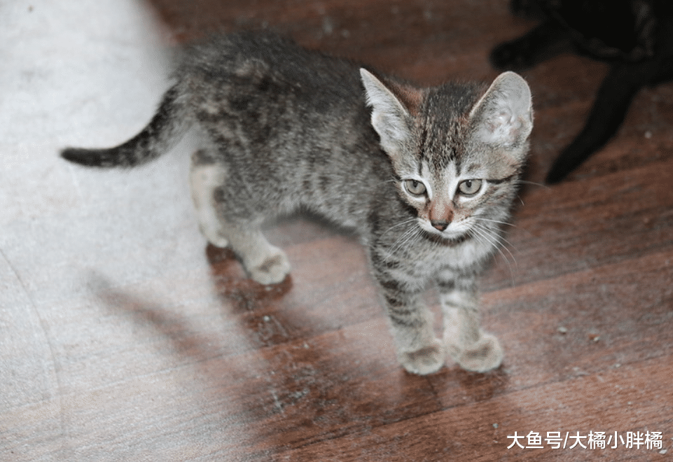 猫咪在屋内“徘徊”的5个原因，这是它的地盘，巡逻一下不行吗？