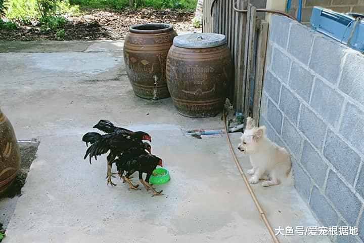 从没见过这么怂的狗子，狗粮被鸡霸占，它只能看着敢怒不敢言