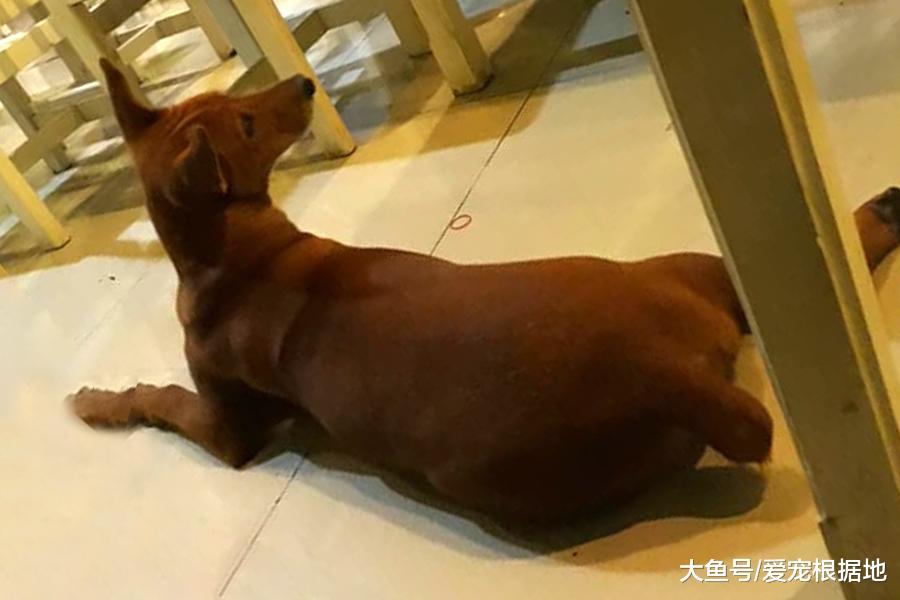 小餐馆中的流浪狗，吃得比家犬还胖，只因遇到一个好老板