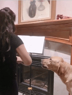 主人练小提琴时，拉布拉多就会随着琴声唱歌，节奏感把控的很到位