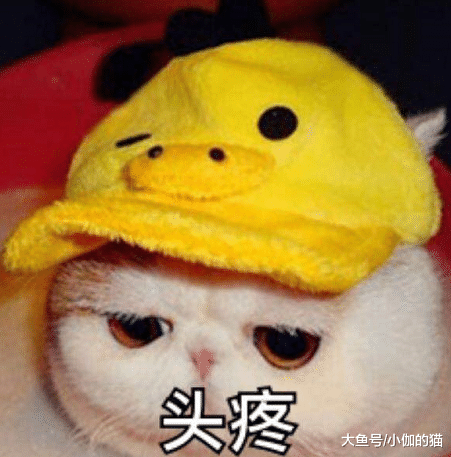 又有人因为猫掉毛弃养，所以养猫前请判断一下：能否接受这些缺点