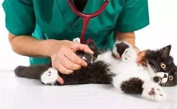 领养代替购买，每月只需400元！那我可以养猫了？