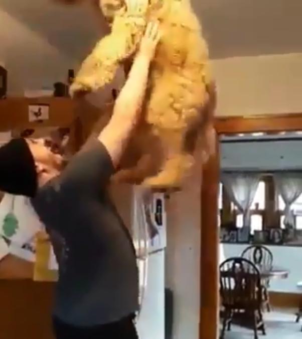 狗狗看到小主人被举高高，吃醋也要玩，主人举起后累到喘气