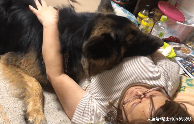 德牧已经3岁多了，却忘记自己已经长大，还要女主人哄着睡