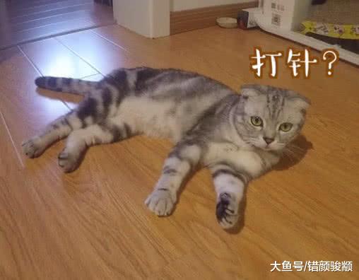 喵星人为了不打针，装吐 装死 卖萌！最后还是袜子套头打针！