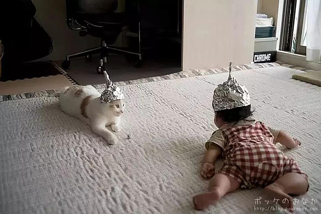 家庭主妇随手拍猫喝水, 居然一下子成了网红!