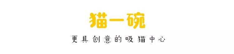 別人的貓已經會幫人相親了，而我還是檸檬精！