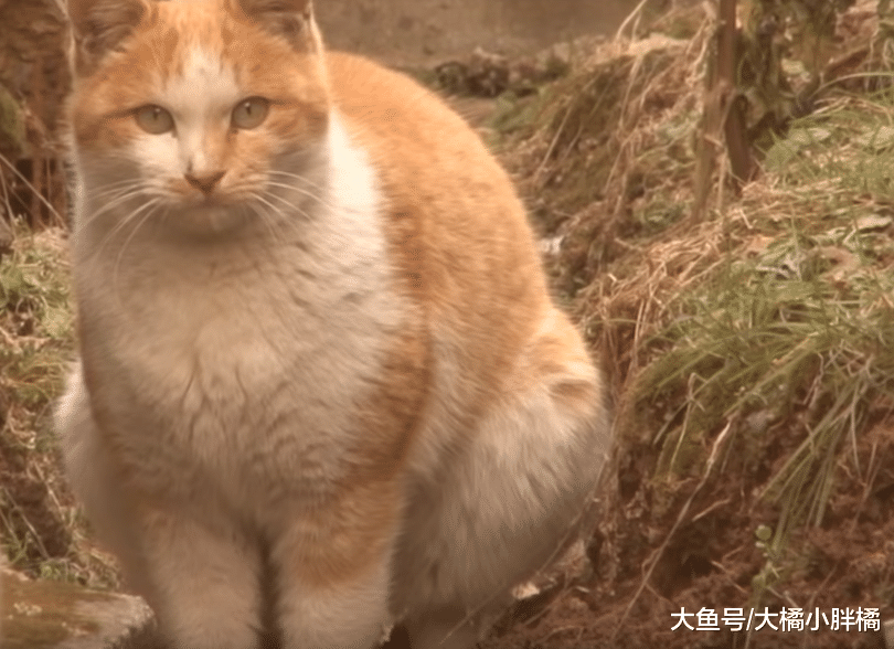 流浪猫天天陪主人干活，发现主人要戴手套，它竟叼回来一堆手套