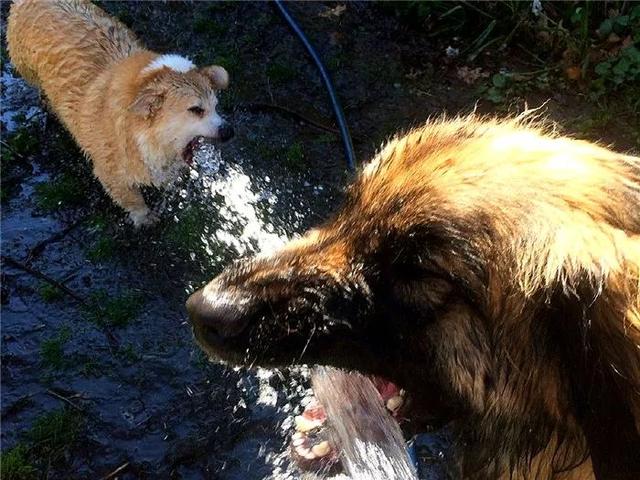 铲屎官用水管给柯基喂水却被德牧凭空拦截，柯基：咱啥也不敢说